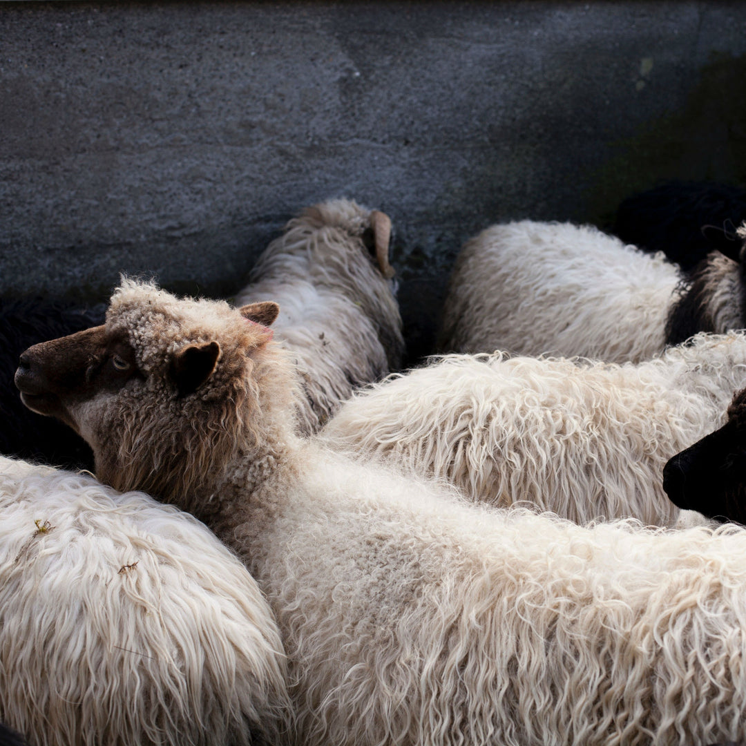 Why Does Some Wool Itch, but Not Merino Wool?