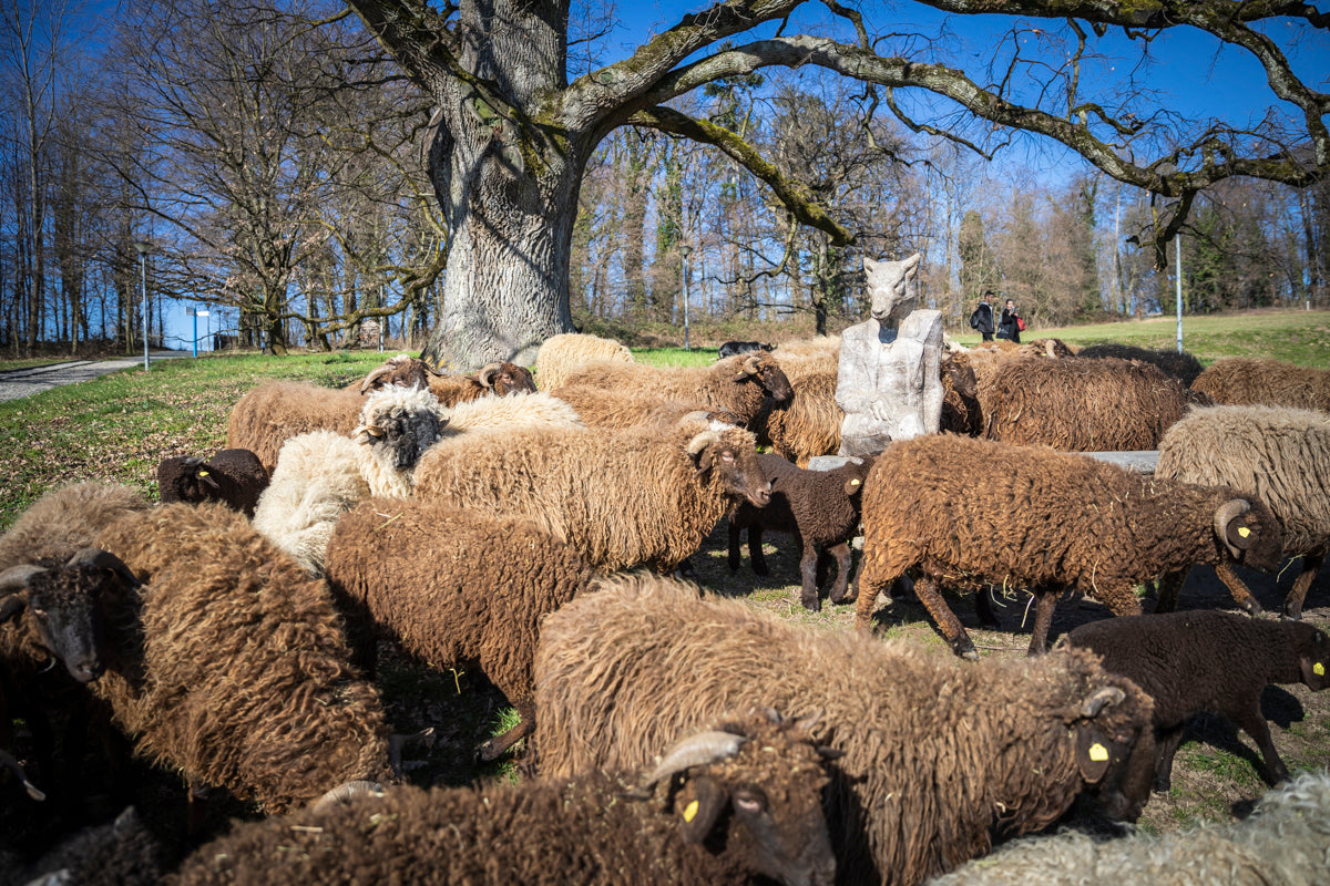 Roux du Valais Sheep Collection (UNIL)