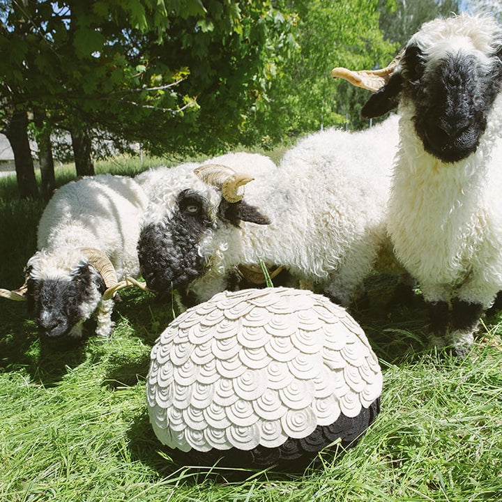 Sheep Stool - Blacknose